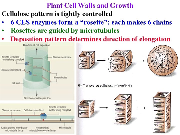 Plant Cell Walls and Growth Cellulose pattern is tightly controlled • 6 CES enzymes