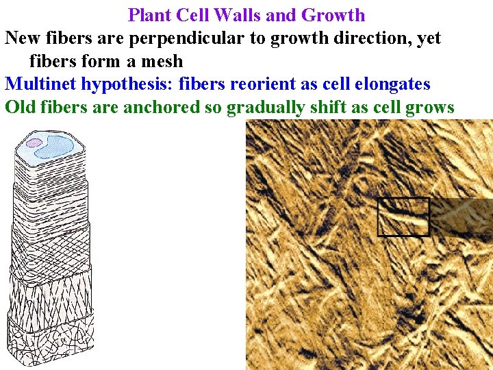 Plant Cell Walls and Growth New fibers are perpendicular to growth direction, yet fibers