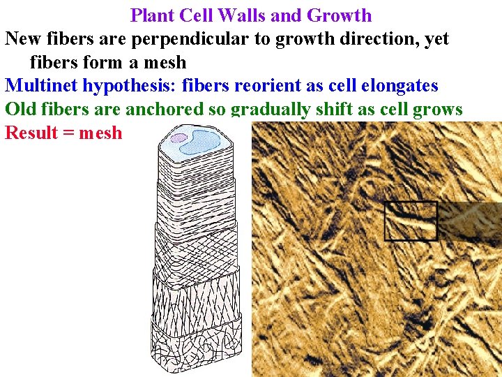 Plant Cell Walls and Growth New fibers are perpendicular to growth direction, yet fibers