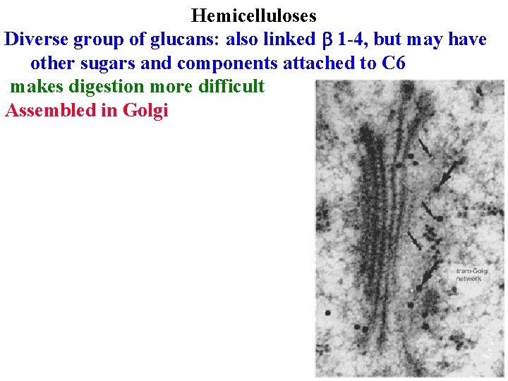 Hemicelluloses Diverse group of glucans: also linked b 1 -4, but may have other