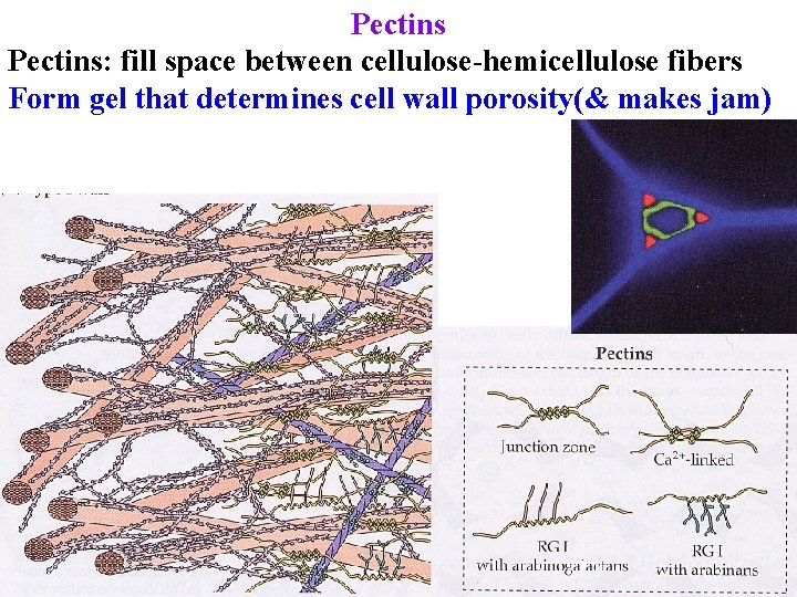 Pectins: fill space between cellulose-hemicellulose fibers Form gel that determines cell wall porosity(& makes