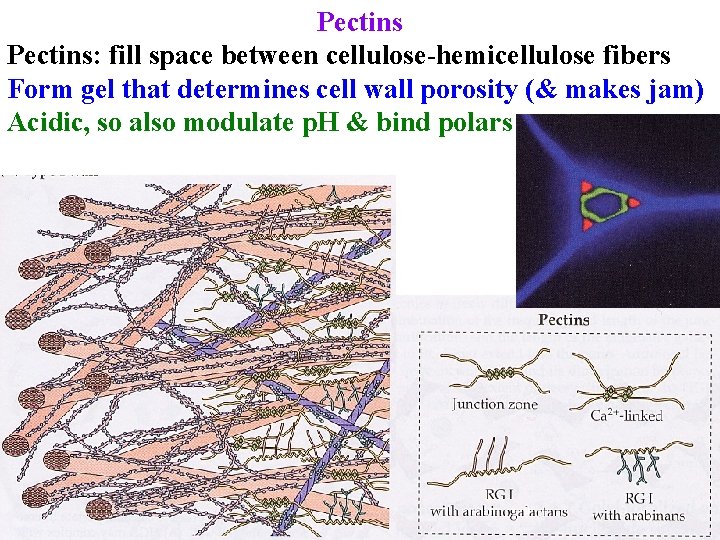 Pectins: fill space between cellulose-hemicellulose fibers Form gel that determines cell wall porosity (&