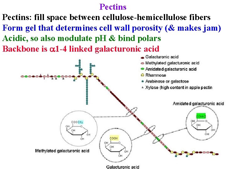 Pectins: fill space between cellulose-hemicellulose fibers Form gel that determines cell wall porosity (&