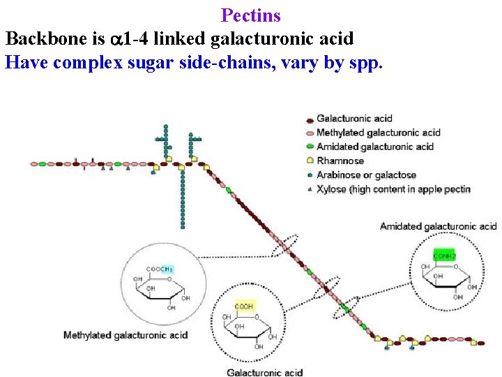 Pectins Backbone is 1 -4 linked galacturonic acid Have complex sugar side-chains, vary by