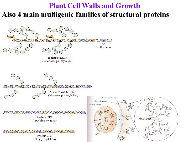 Plant Cell Walls and Growth Also 4 main multigenic families of structural proteins 
