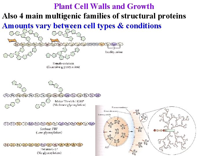 Plant Cell Walls and Growth Also 4 main multigenic families of structural proteins Amounts