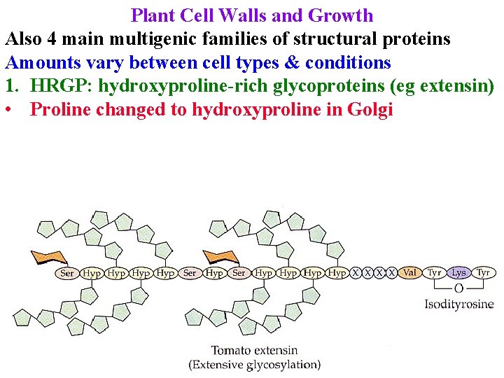 Plant Cell Walls and Growth Also 4 main multigenic families of structural proteins Amounts