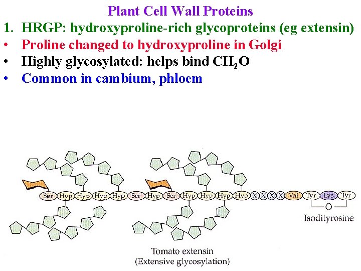 1. • • • Plant Cell Wall Proteins HRGP: hydroxyproline-rich glycoproteins (eg extensin) Proline