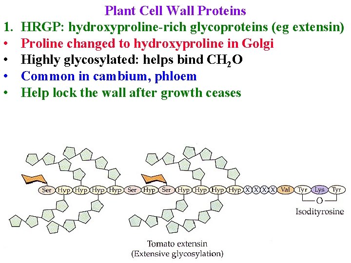 1. • • Plant Cell Wall Proteins HRGP: hydroxyproline-rich glycoproteins (eg extensin) Proline changed