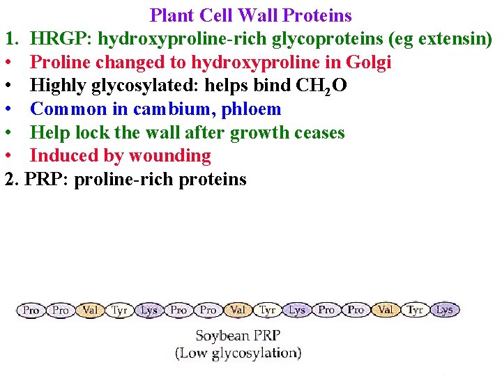 Plant Cell Wall Proteins 1. HRGP: hydroxyproline-rich glycoproteins (eg extensin) • Proline changed to