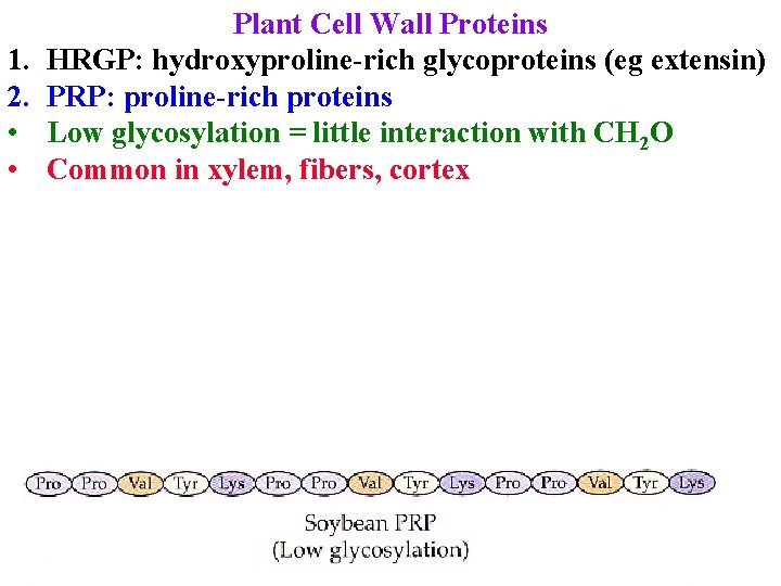 1. 2. • • Plant Cell Wall Proteins HRGP: hydroxyproline-rich glycoproteins (eg extensin) PRP: