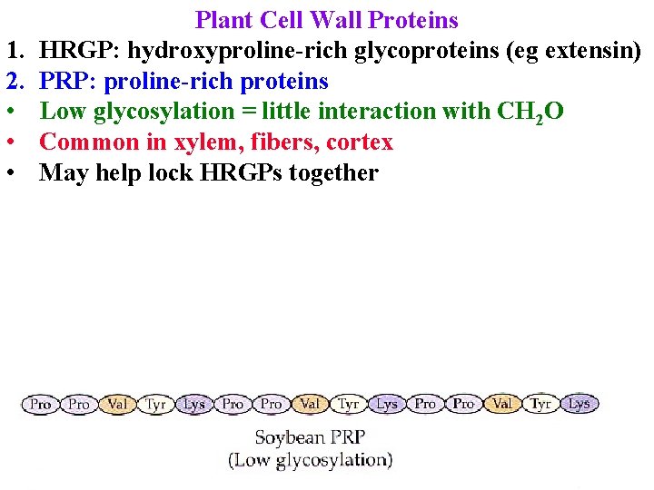 1. 2. • • • Plant Cell Wall Proteins HRGP: hydroxyproline-rich glycoproteins (eg extensin)