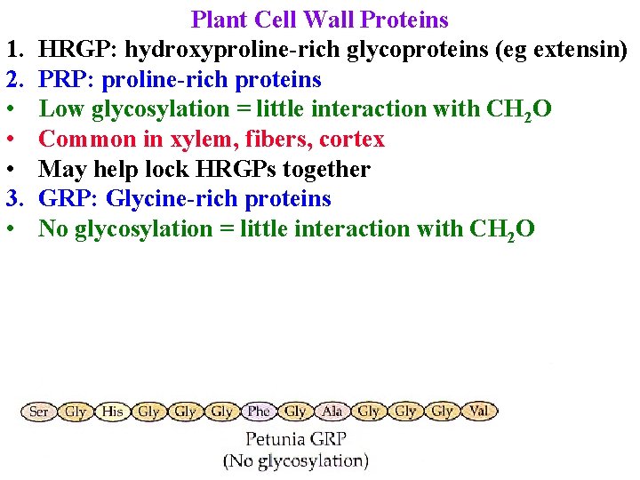 1. 2. • • • 3. • Plant Cell Wall Proteins HRGP: hydroxyproline-rich glycoproteins