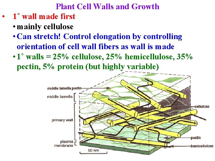 Plant Cell Walls and Growth • 1˚ wall made first • mainly cellulose •