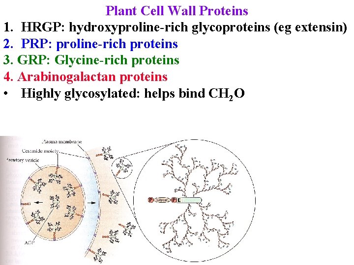 Plant Cell Wall Proteins 1. HRGP: hydroxyproline-rich glycoproteins (eg extensin) 2. PRP: proline-rich proteins