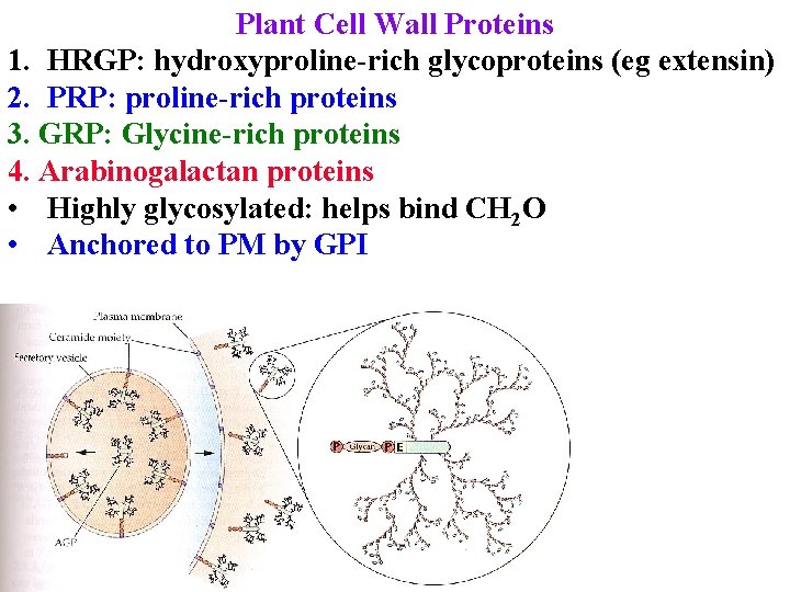 Plant Cell Wall Proteins 1. HRGP: hydroxyproline-rich glycoproteins (eg extensin) 2. PRP: proline-rich proteins
