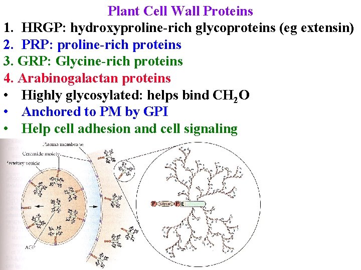 Plant Cell Wall Proteins 1. HRGP: hydroxyproline-rich glycoproteins (eg extensin) 2. PRP: proline-rich proteins