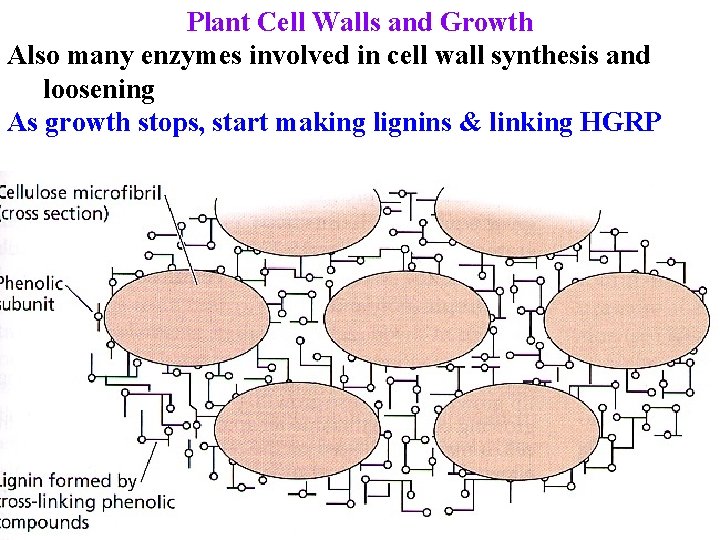 Plant Cell Walls and Growth Also many enzymes involved in cell wall synthesis and