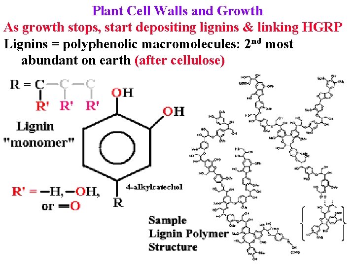 Plant Cell Walls and Growth As growth stops, start depositing lignins & linking HGRP