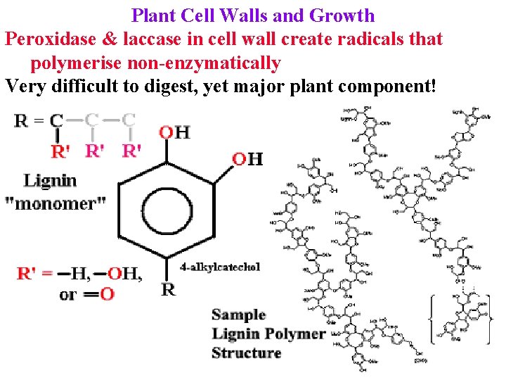 Plant Cell Walls and Growth Peroxidase & laccase in cell wall create radicals that
