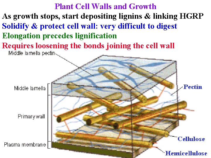 Plant Cell Walls and Growth As growth stops, start depositing lignins & linking HGRP