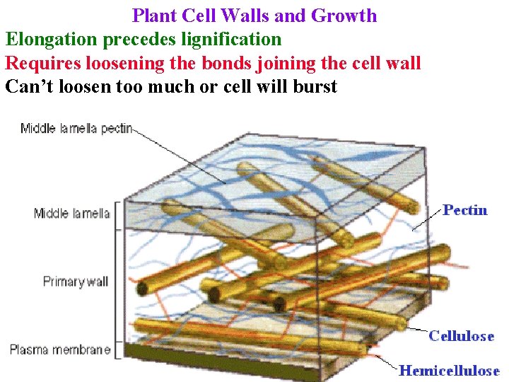 Plant Cell Walls and Growth Elongation precedes lignification Requires loosening the bonds joining the