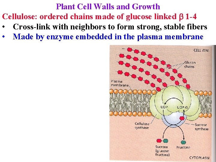 Plant Cell Walls and Growth Cellulose: ordered chains made of glucose linked b 1