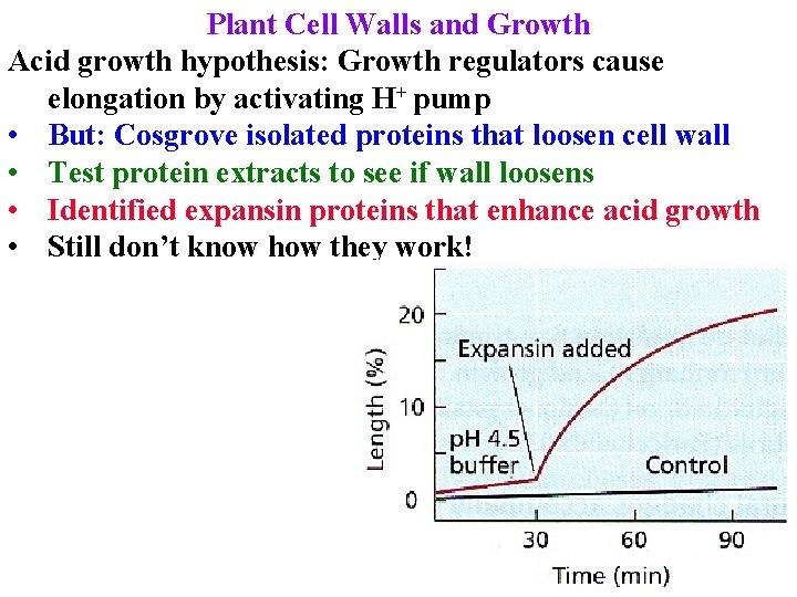 Plant Cell Walls and Growth Acid growth hypothesis: Growth regulators cause elongation by activating