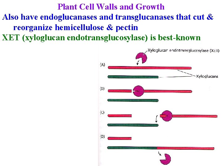 Plant Cell Walls and Growth Also have endoglucanases and transglucanases that cut & reorganize