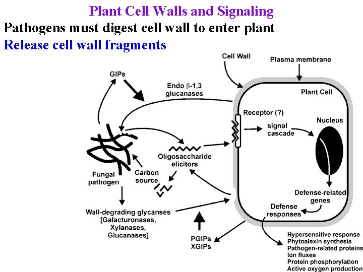 Plant Cell Walls and Signaling Pathogens must digest cell wall to enter plant Release