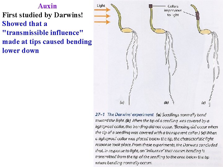 Auxin First studied by Darwins! Showed that a "transmissible influence" made at tips caused