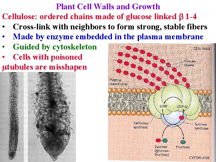 Plant Cell Walls and Growth Cellulose: ordered chains made of glucose linked b 1