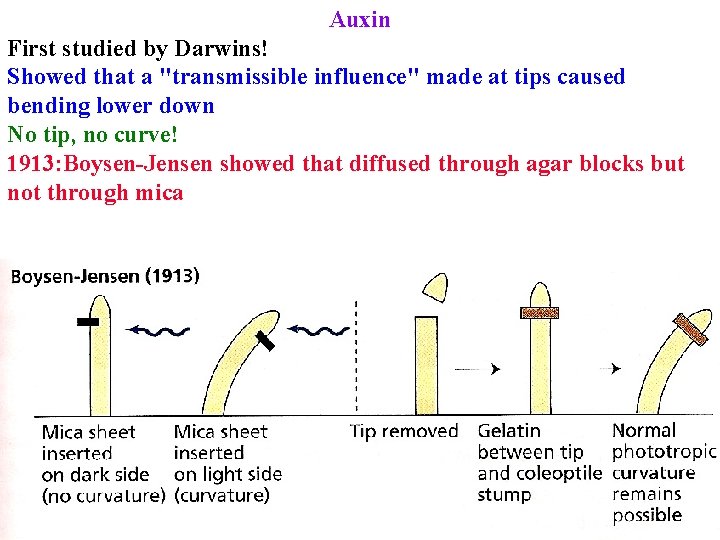 Auxin First studied by Darwins! Showed that a "transmissible influence" made at tips caused