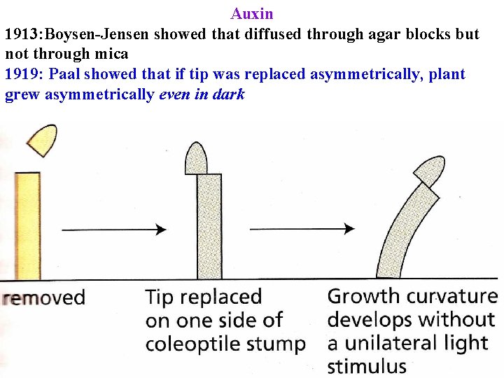 Auxin 1913: Boysen-Jensen showed that diffused through agar blocks but not through mica 1919: