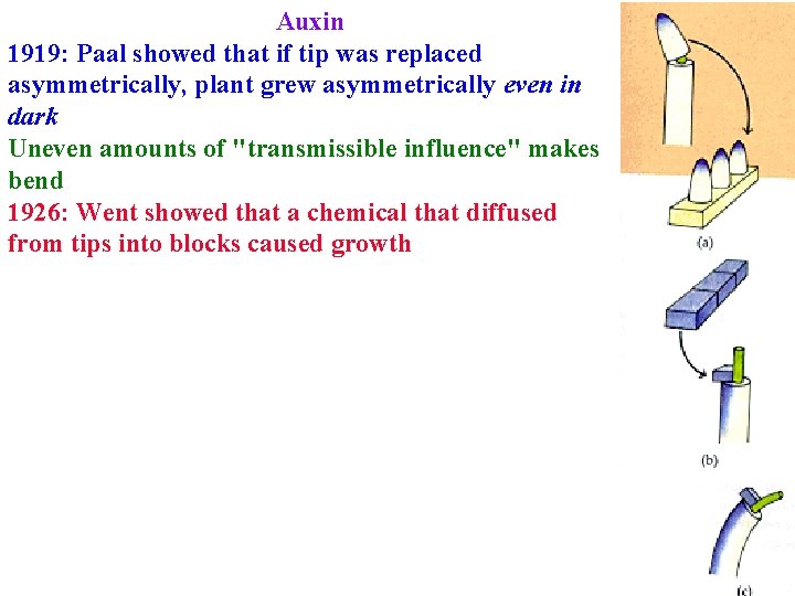 Auxin 1919: Paal showed that if tip was replaced asymmetrically, plant grew asymmetrically even