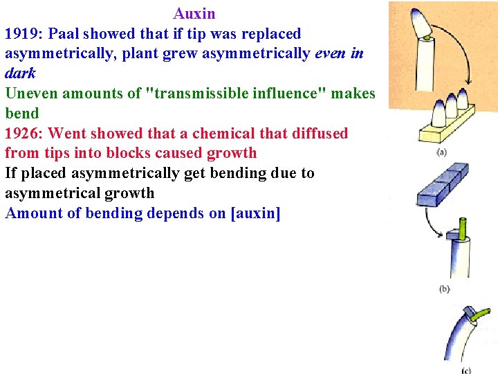 Auxin 1919: Paal showed that if tip was replaced asymmetrically, plant grew asymmetrically even