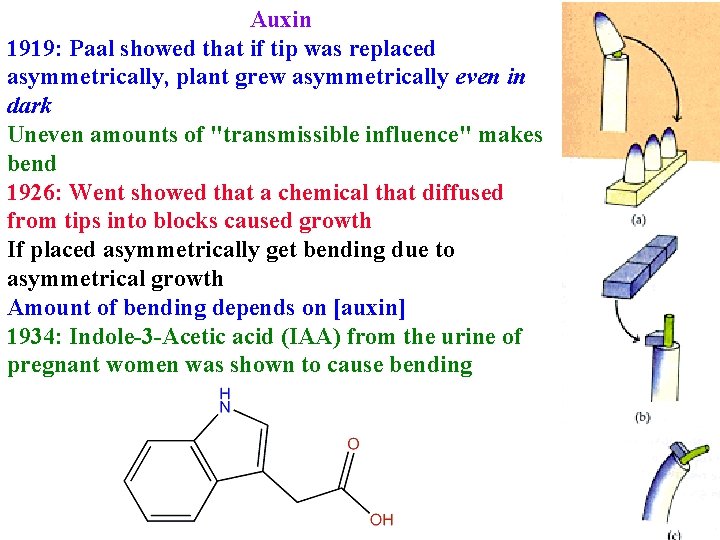 Auxin 1919: Paal showed that if tip was replaced asymmetrically, plant grew asymmetrically even