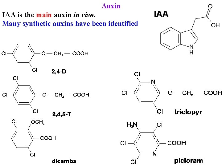 Auxin IAA is the main auxin in vivo. Many synthetic auxins have been identified