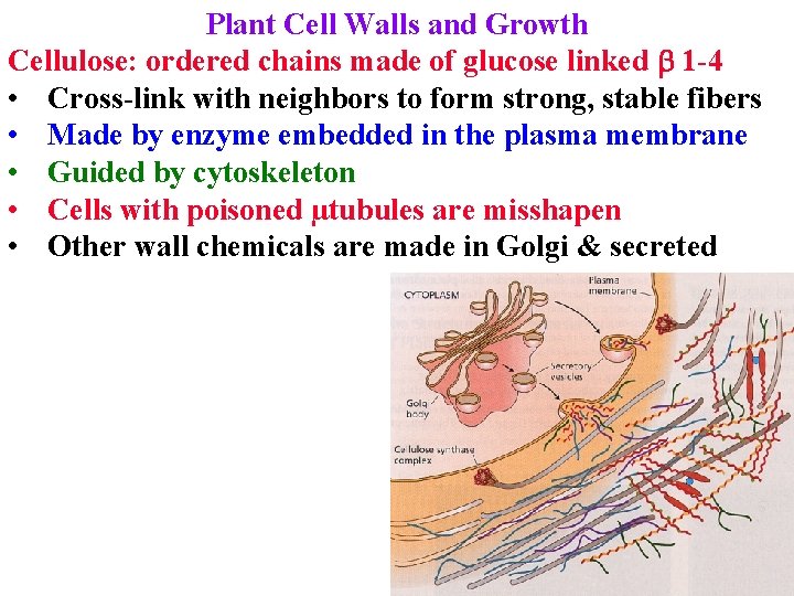Plant Cell Walls and Growth Cellulose: ordered chains made of glucose linked b 1