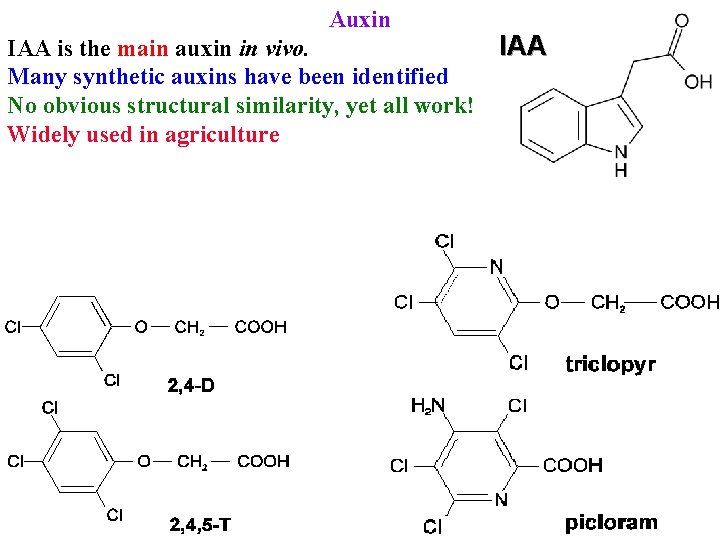 Auxin IAA is the main auxin in vivo. Many synthetic auxins have been identified