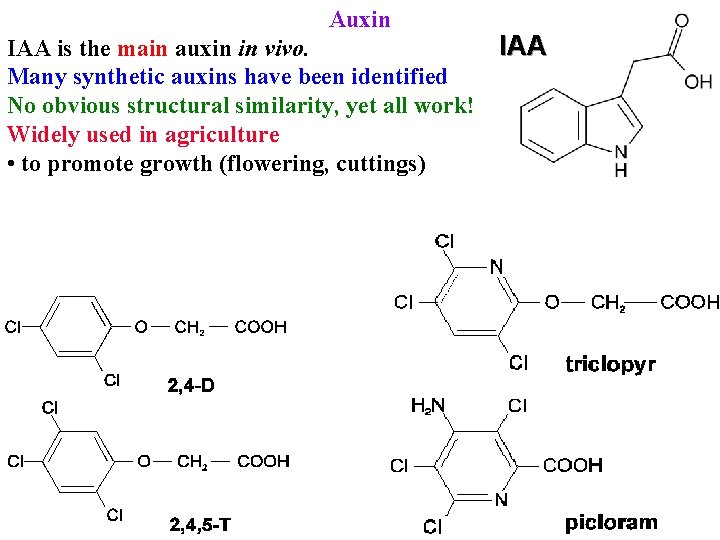 Auxin IAA is the main auxin in vivo. Many synthetic auxins have been identified