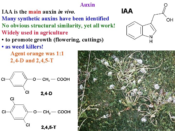 Auxin IAA is the main auxin in vivo. Many synthetic auxins have been identified