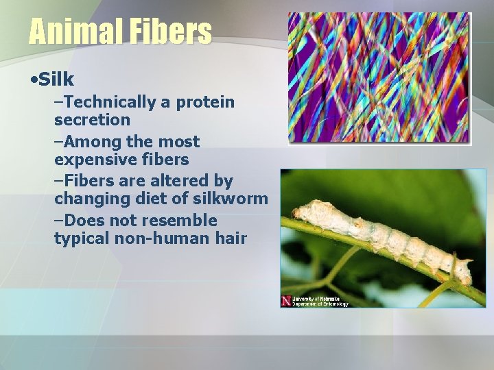 Animal Fibers • Silk –Technically a protein secretion –Among the most expensive fibers –Fibers