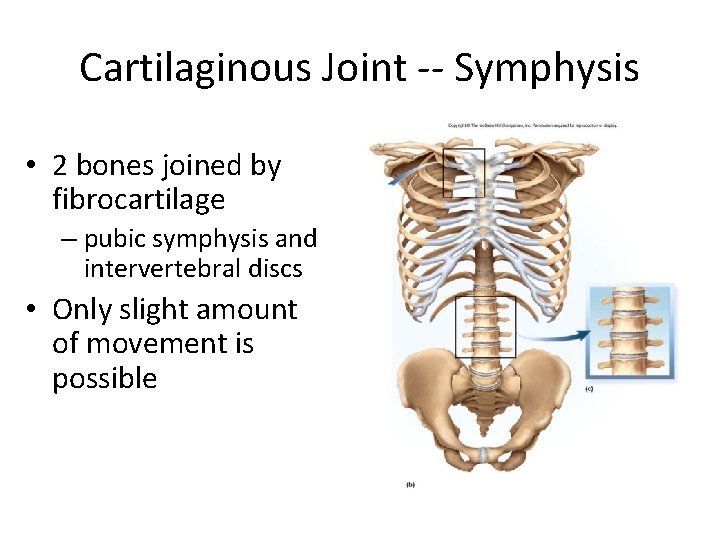 Cartilaginous Joint -- Symphysis • 2 bones joined by fibrocartilage – pubic symphysis and