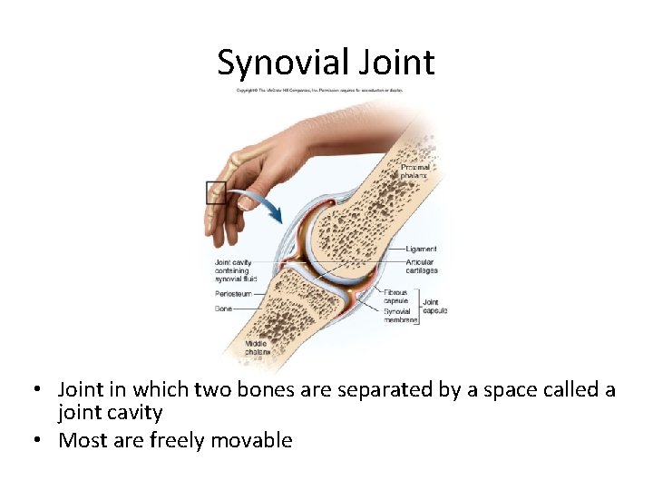 Synovial Joint • Joint in which two bones are separated by a space called