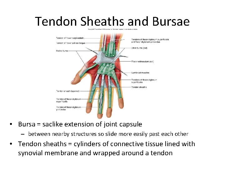 Tendon Sheaths and Bursae • Bursa = saclike extension of joint capsule – between Tendon Sheaths and Bursae • Bursa = saclike extension of joint capsule – between