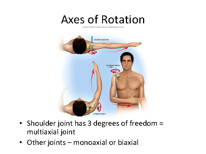 Axes of Rotation • Shoulder joint has 3 degrees of freedom = multiaxial joint