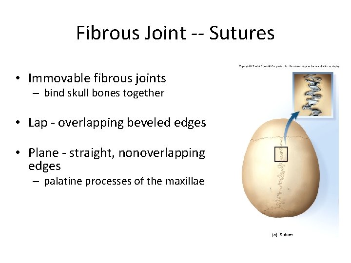 Fibrous Joint -- Sutures • Immovable fibrous joints – bind skull bones together • Fibrous Joint -- Sutures • Immovable fibrous joints – bind skull bones together •