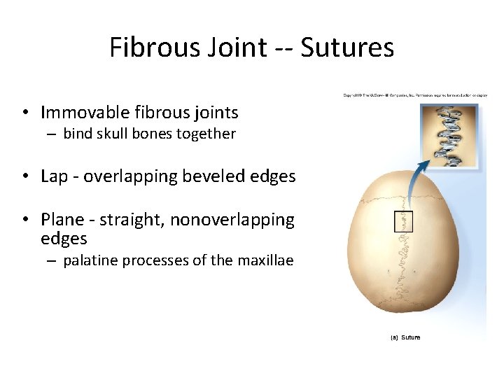 Fibrous Joint -- Sutures • Immovable fibrous joints – bind skull bones together •