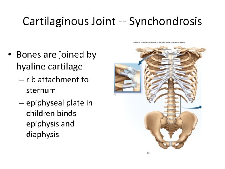 Cartilaginous Joint -- Synchondrosis • Bones are joined by hyaline cartilage – rib attachment